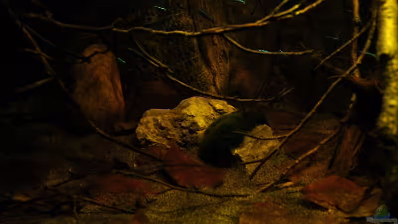 Dekoration im Aquarium Ein Stück Südamerika von marxbre (22)