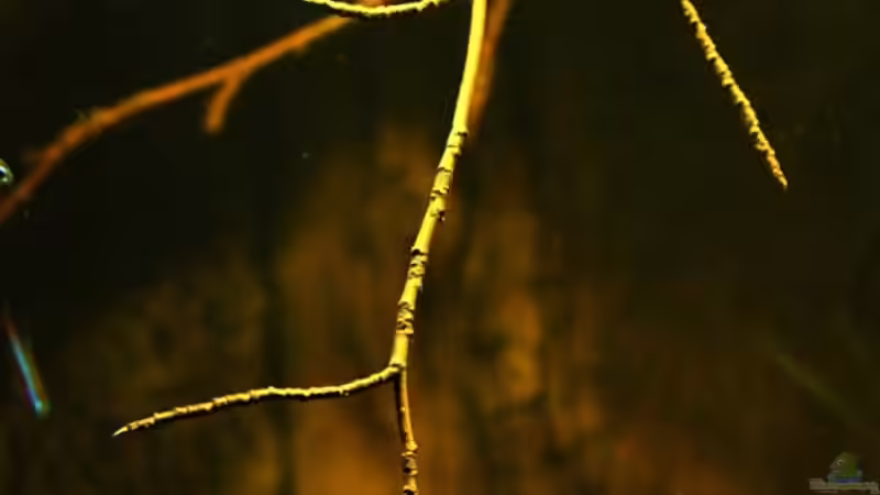 Dekoration im Aquarium Ein Stück Südamerika von marxbre (24)