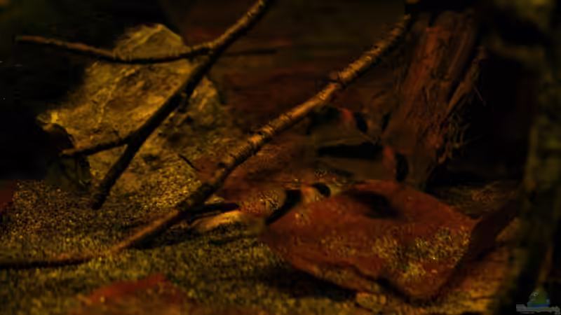 Dekoration im Aquarium Ein Stück Südamerika von marxbre (25)