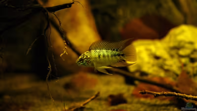 Dekoration im Aquarium Ein Stück Südamerika von marxbre (27)