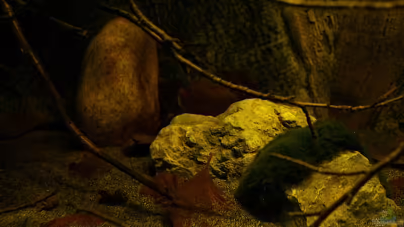 Dekoration im Aquarium Ein Stück Südamerika von marxbre (30)