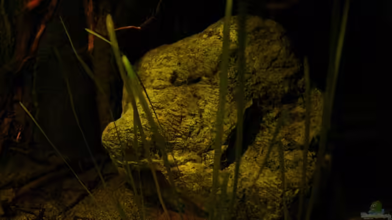 Dekoration im Aquarium Ein Stück Südamerika von marxbre (31)