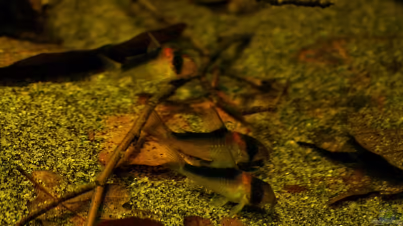 Dekoration im Aquarium Ein Stück Südamerika von marxbre (33)