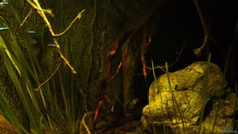 Dekoration im Aquarium Ein Stück Südamerika von marxbre (36)