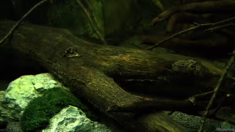 Dekoration im Aquarium Ein Stück Südamerika von marxbre (39)