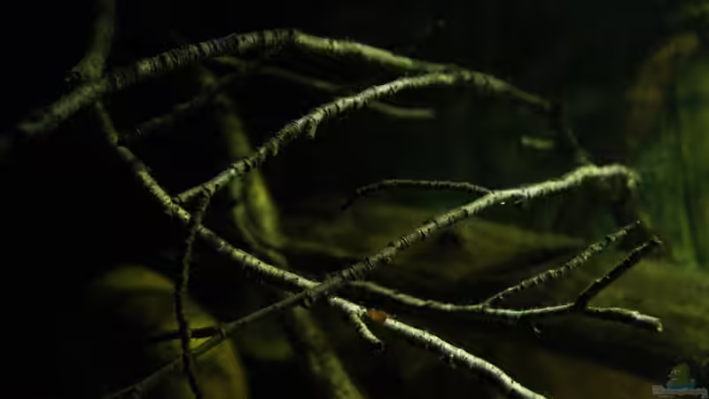 Dekoration im Aquarium Ein Stück Südamerika von marxbre (40)