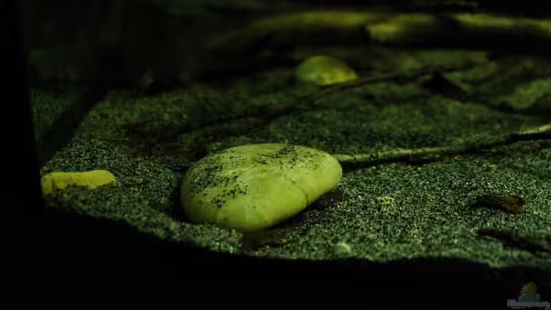 Dekoration im Aquarium Ein Stück Südamerika von marxbre (41)