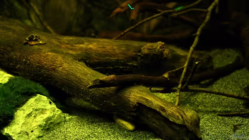 Dekoration im Aquarium Ein Stück Südamerika von marxbre (44)