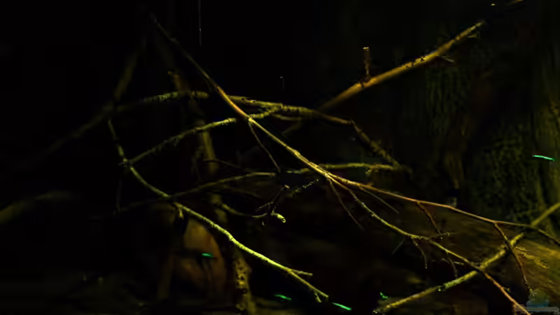 Dekoration im Aquarium Ein Stück Südamerika von marxbre (45)