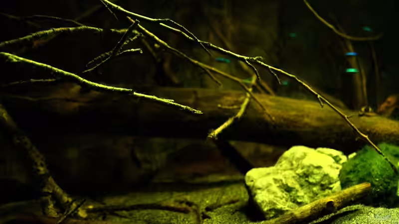 Dekoration im Aquarium Ein Stück Südamerika von marxbre (46)