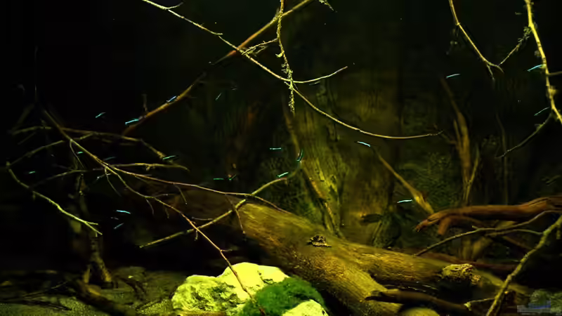 Dekoration im Aquarium Ein Stück Südamerika von marxbre (47)