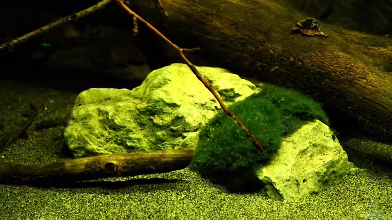 Dekoration im Aquarium Ein Stück Südamerika von marxbre (48)