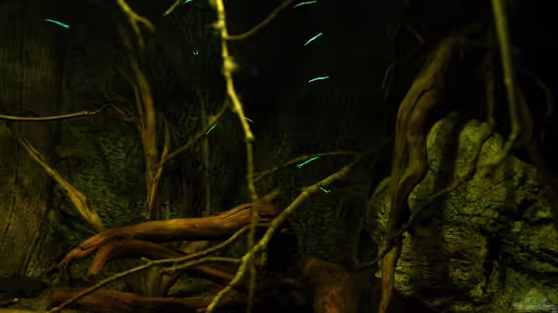 Dekoration im Aquarium Ein Stück Südamerika von marxbre (50)