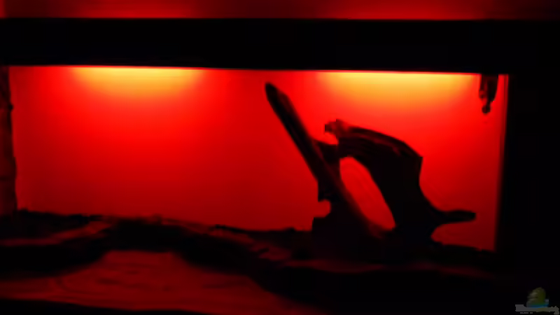 Dekoration im Aquarium eine neue Welt von Heinz Von B1 (20)