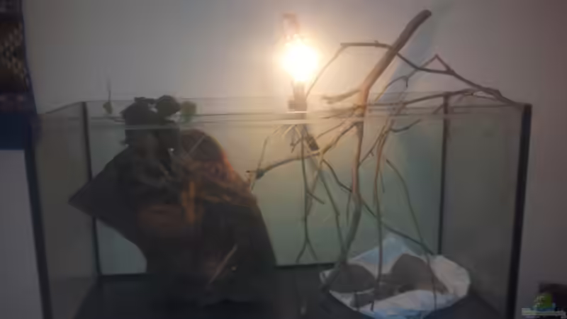 Dekoration im Aquarium Eingetaucht von Judith P. (14)