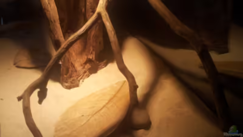 Dekoration im Aquarium Eingetaucht von Judith P. (15)