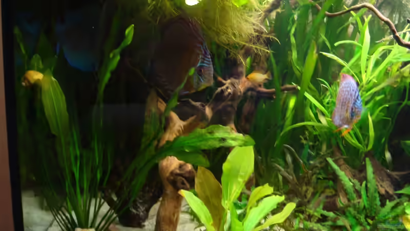 Dekoration im Aquarium Ekki´s von ekki (7)