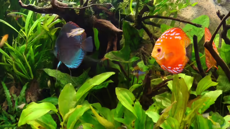 Dekoration im Aquarium Ekki´s von ekki (8)