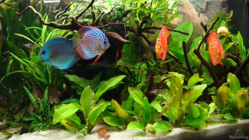 Dekoration im Aquarium Ekki´s von ekki (9)
