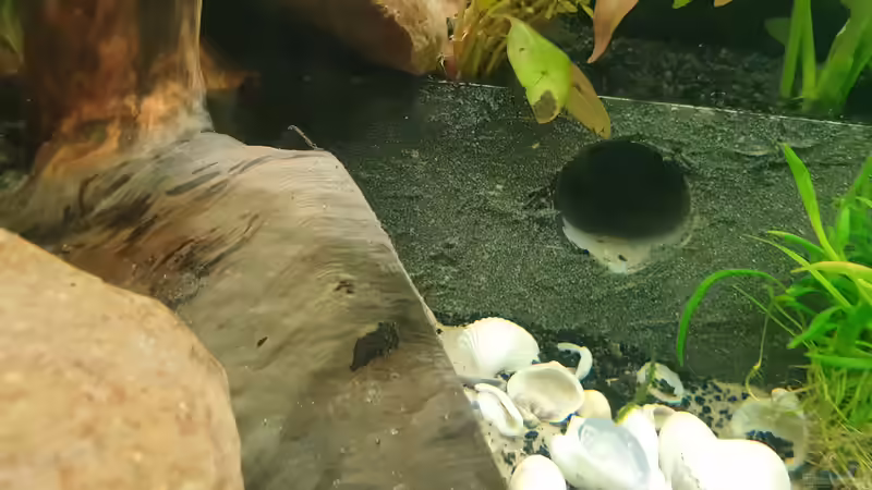 Dekoration im Aquarium EliJac&#039;s Amazonas Tank von EliJac (4)