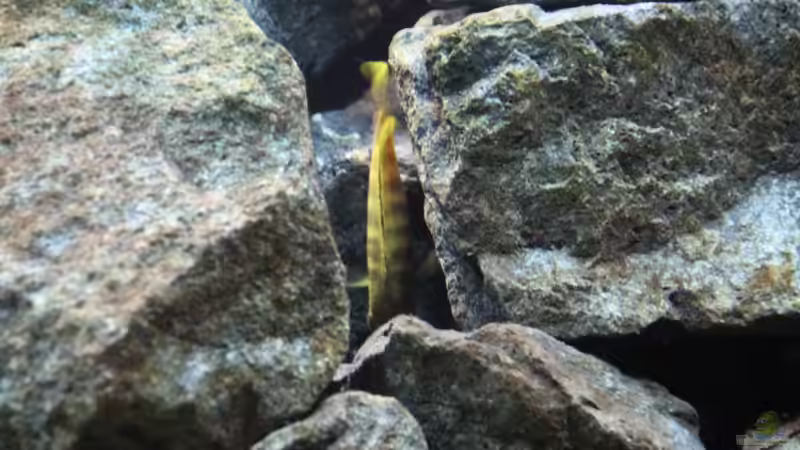 Dekoration im Aquarium Elmar´s Malawibadewanne von Philosoph (29)