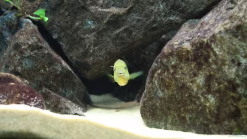 Dekoration im Aquarium Elmar´s Malawibadewanne von Philosoph (30)