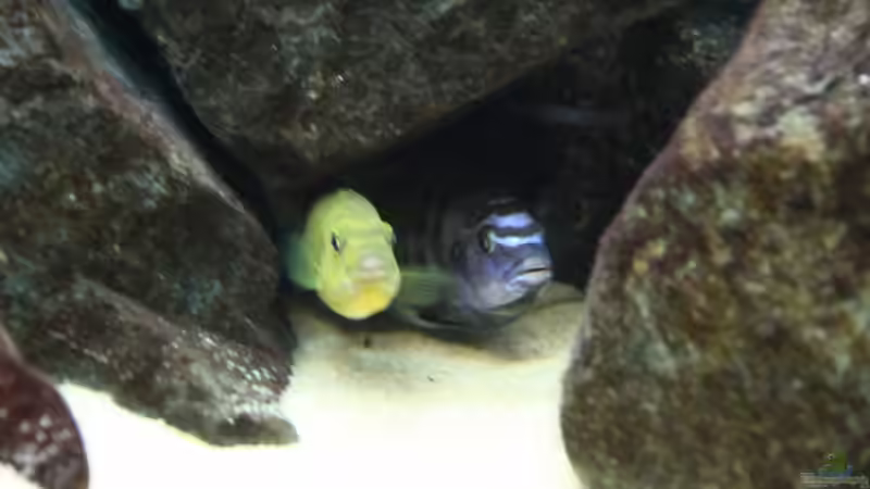 Dekoration im Aquarium Elmar´s Malawibadewanne von Philosoph (31)