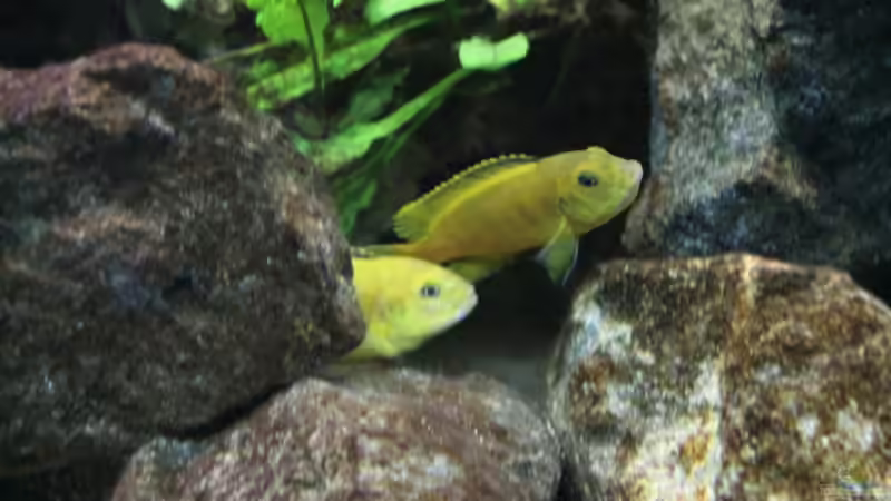 Dekoration im Aquarium Elmar´s Malawibadewanne von Philosoph (32)