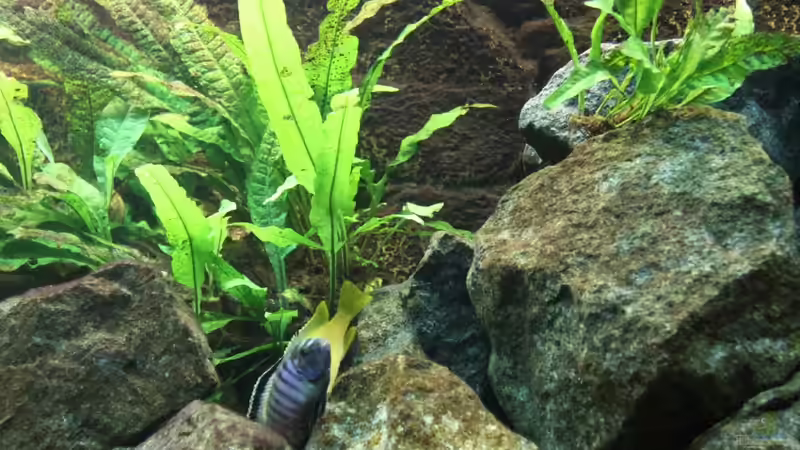 Dekoration im Aquarium Elmar´s Malawibadewanne von Philosoph (33)