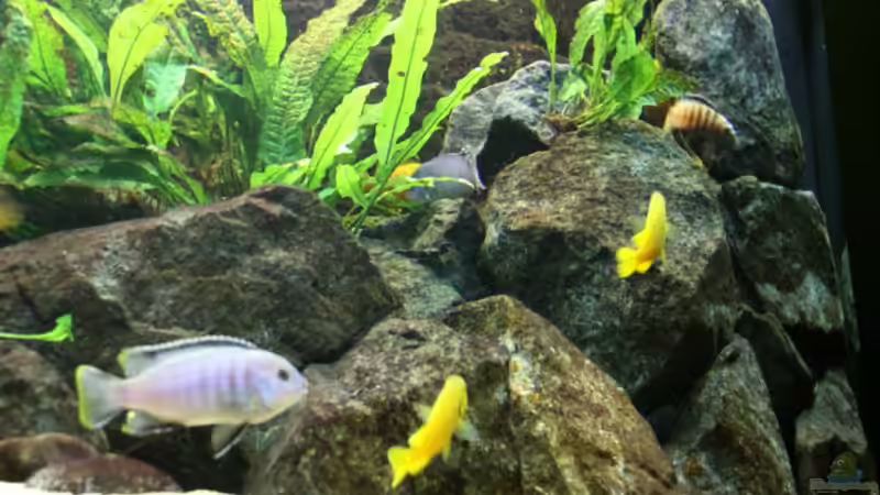 Dekoration im Aquarium Elmar´s Malawibadewanne von Philosoph (34)