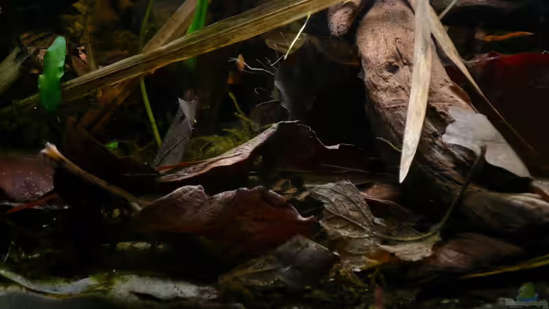 Dekoration im Aquarium Enigmatochromis II von Cichlid Power (13)