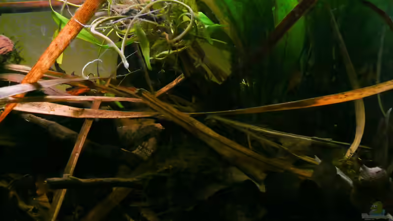 Dekoration im Aquarium Enigmatochromis II von Cichlid Power (9)