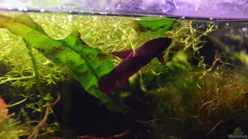 Dekoration im Aquarium Enter the Jungle (nur noch als Beispiel) von Dominik (5)