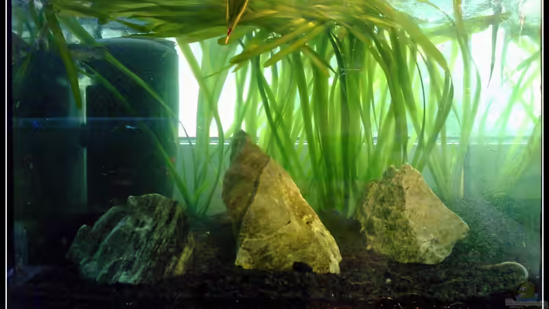 Dekoration im Aquarium Epiplatys Dageti Zuchtbecken von mariajudyta (2)