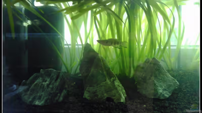 Dekoration im Aquarium Epiplatys Dageti Zuchtbecken von mariajudyta (3)