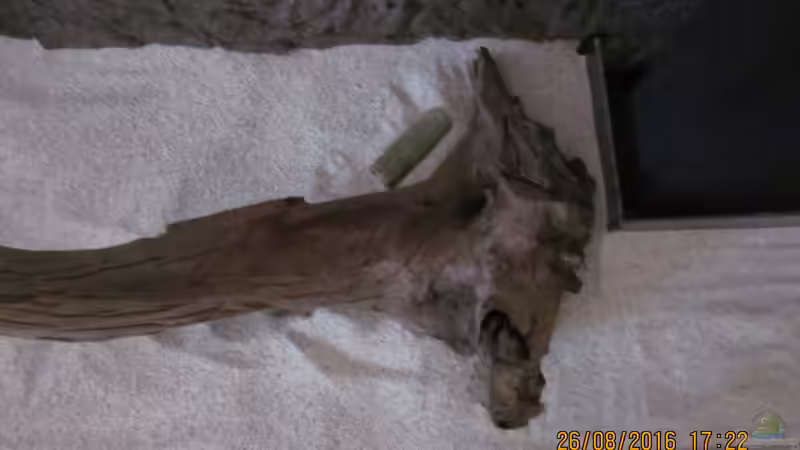 Dekoration im Aquarium Erfüllter Traum(nur noch als Beispiel) von Ottche (29)