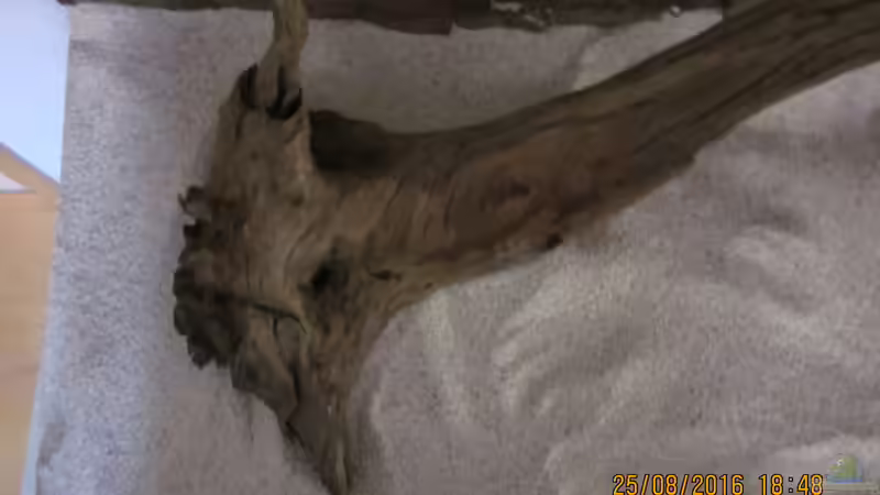 Dekoration im Aquarium Erfüllter Traum(nur noch als Beispiel) von Ottche (32)