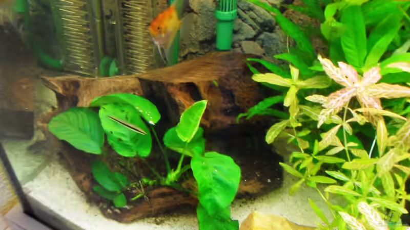 Dekoration im Aquarium Erstes Aquarium von Aquarianer2001 (4)