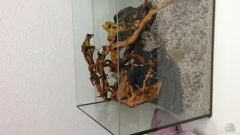 Dekoration im Aquarium Erstes HMF-Becken von RobiTobi (3)