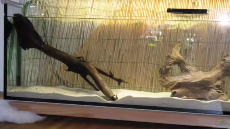 Dekoration im Aquarium Esstischbecken von Andrea (21)