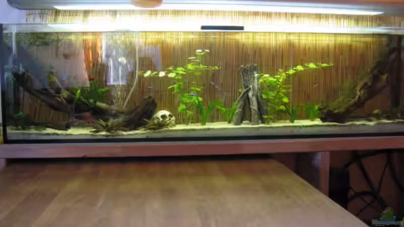 Dekoration im Aquarium Esstischbecken von Andrea (24)