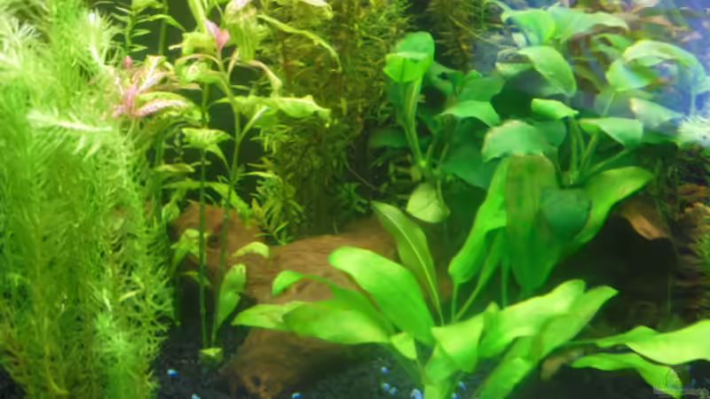 Dekoration im Aquarium existiert in der Form nichtmehr von Peter S. (15)