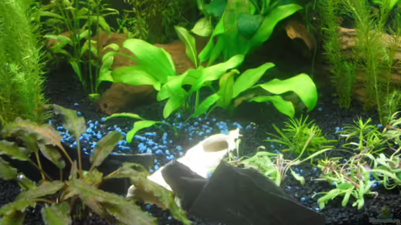 Dekoration im Aquarium existiert in der Form nichtmehr von Peter S. (16)