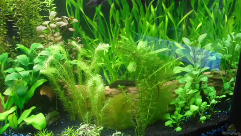 Dekoration im Aquarium existiert in der Form nichtmehr von Peter S. (17)