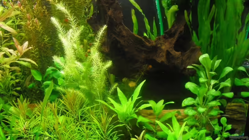 Dekoration im Aquarium existiert in der Form nichtmehr von Peter S. (19)