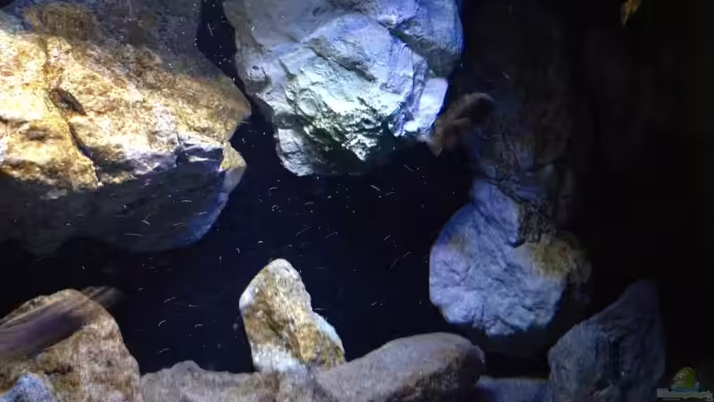 Dekoration im Aquarium Fade to black (aufgelöst) von der Steirer (57)