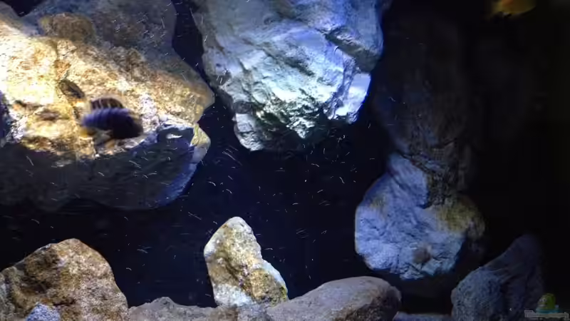 Dekoration im Aquarium Fade to black (aufgelöst) von der Steirer (58)