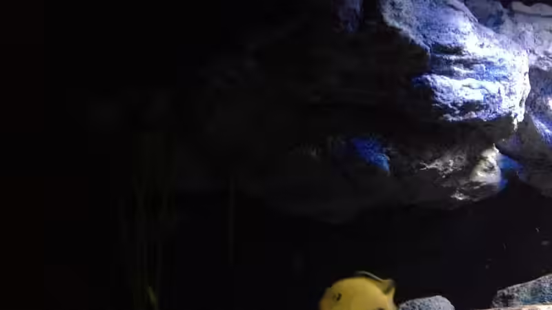 Dekoration im Aquarium Fade to black (aufgelöst) von der Steirer (63)