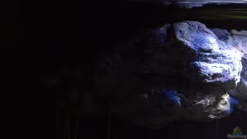 Dekoration im Aquarium Fade to black (aufgelöst) von der Steirer (64)