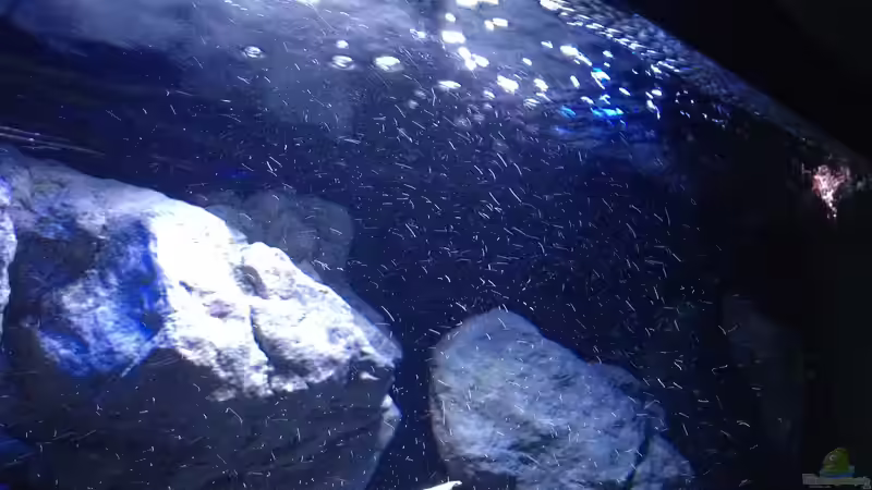 Dekoration im Aquarium Fade to black (aufgelöst) von der Steirer (65)